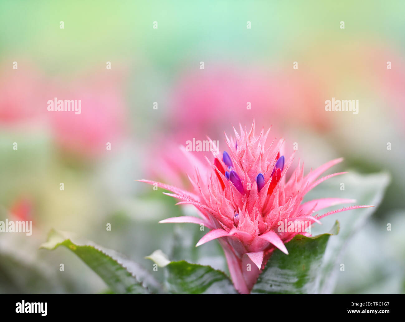 Pink bromeliad flower in garden / Aechmea fasciata Bromeliad Stock Photo