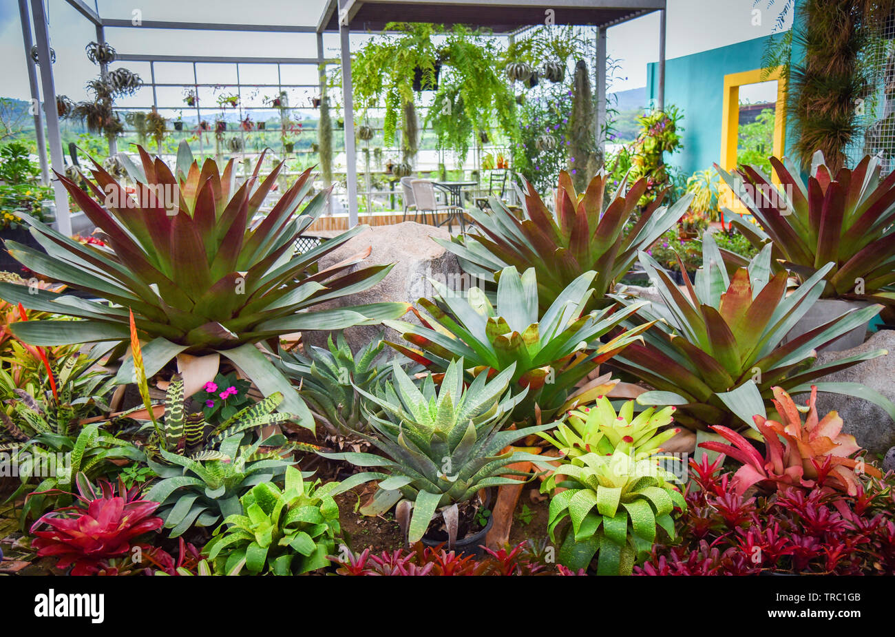 Leaves colorful tropical plant flower bromeliad blooming in the garden Stock Photo