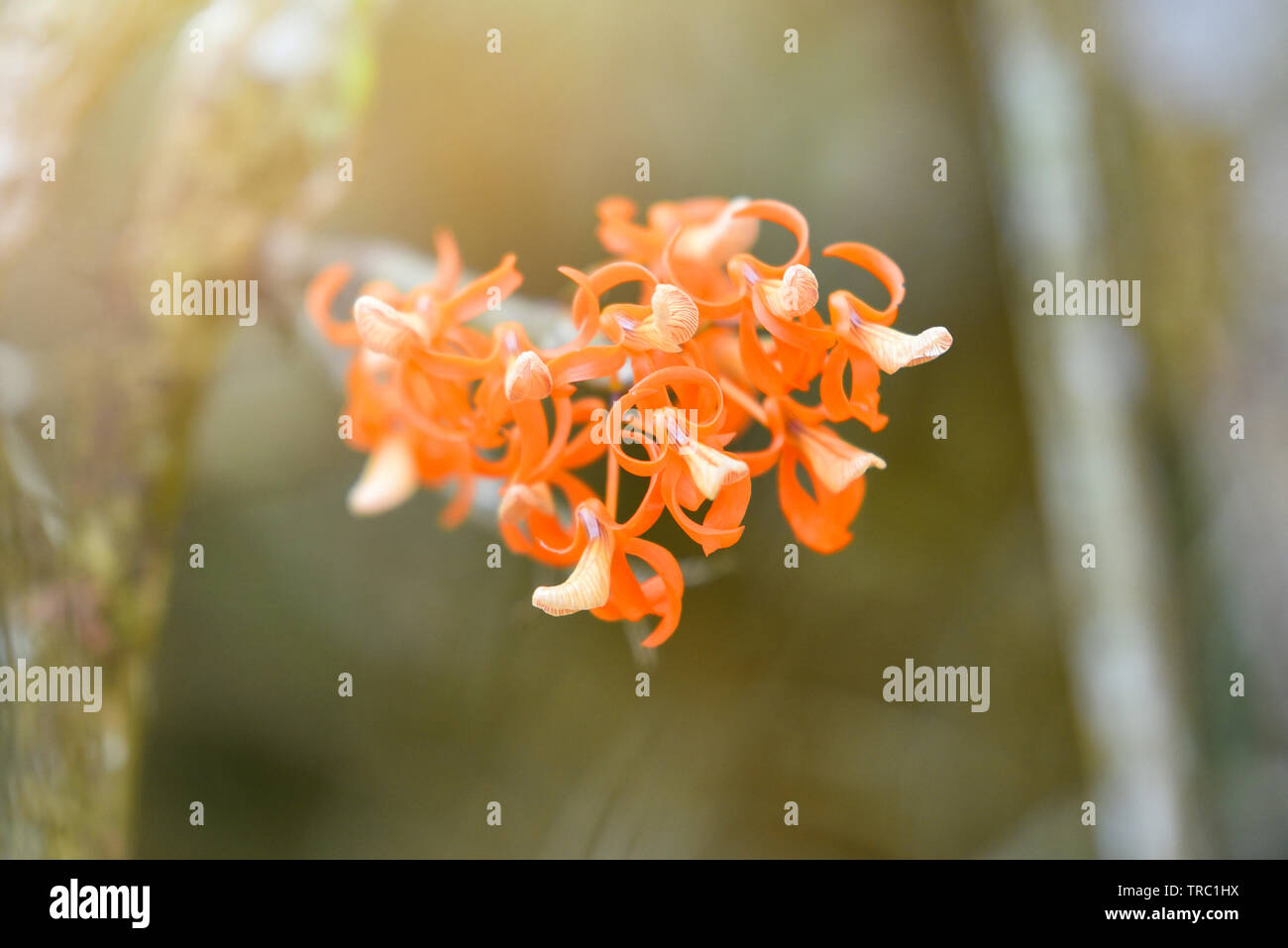 Beautiful wild orchid orange Dendrobium unicum flower blooming in the forest Stock Photo