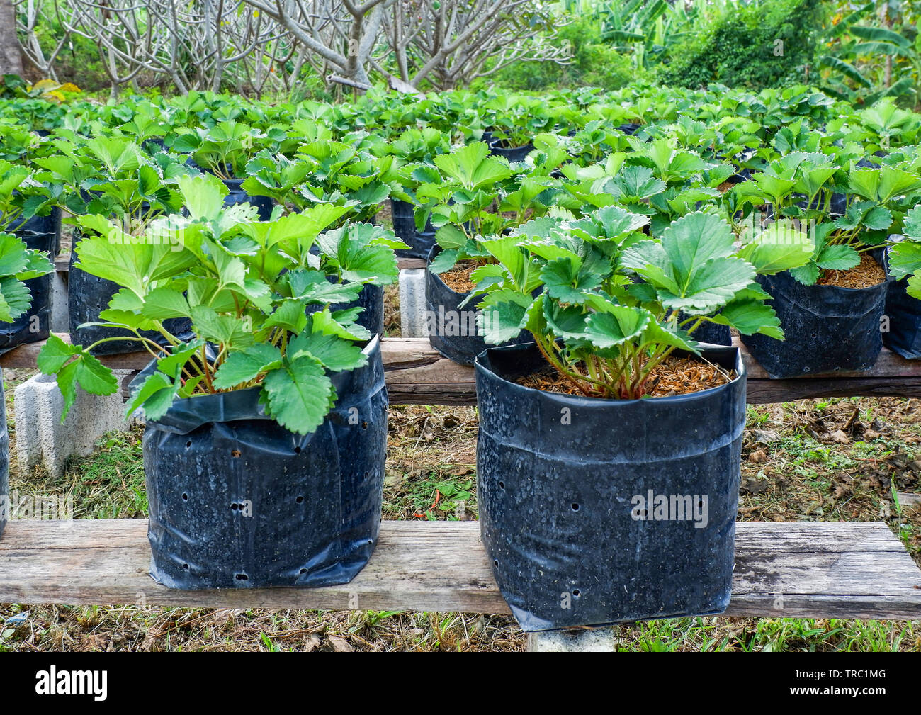 Planting Strawberry in pot in the garden farm agriculture Stock Photo ...