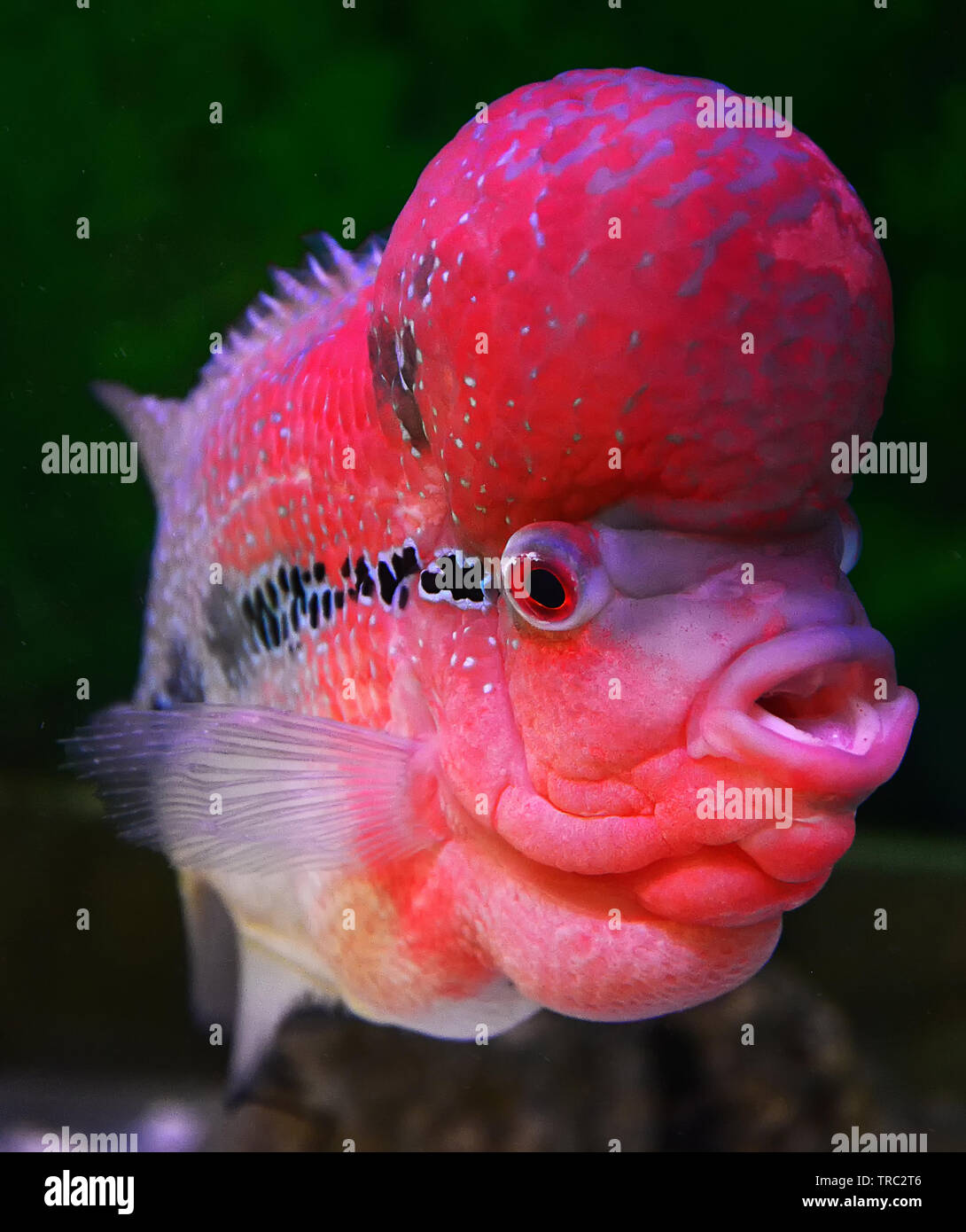 Colorful red crossbreed cichlid fish pet male beautiful flowerhorn swimming fish  tank underwater aquarium Stock Photo - Alamy