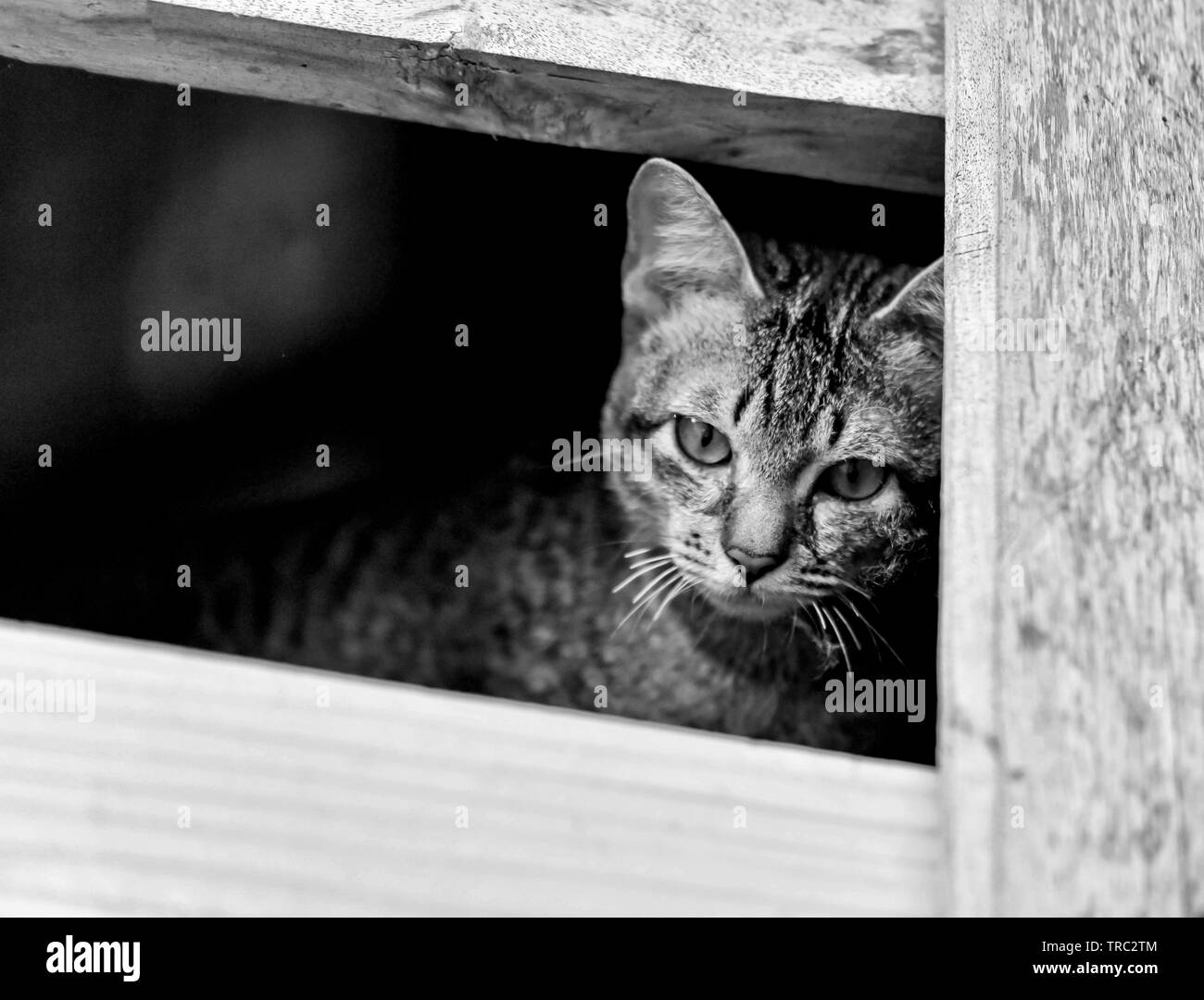 Cat sad depressed animal / Asia kittens cat on window looking outside