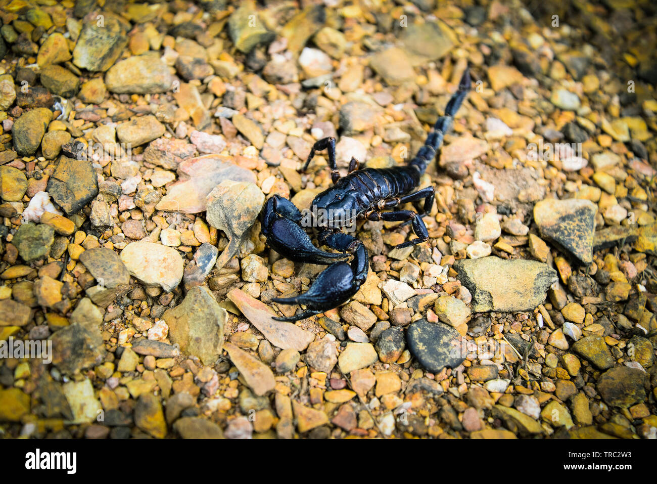The black Emperor Scorpion dead on the rock ground / Pandinus imperator Stock Photo