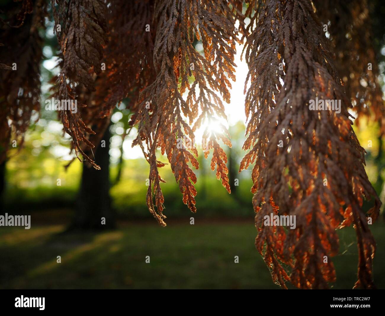 Autumn trees in the evening sunlight with a beautiful ray of light shining through. Stock Photo