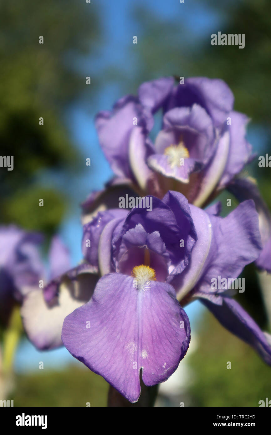 Blooming purple gladiolus iris flower (Iris × germanica Iris pallida) Stock Photo