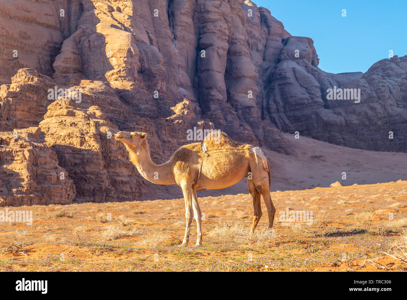 camel in the wadi rum desert, southern jordan Stock Photo