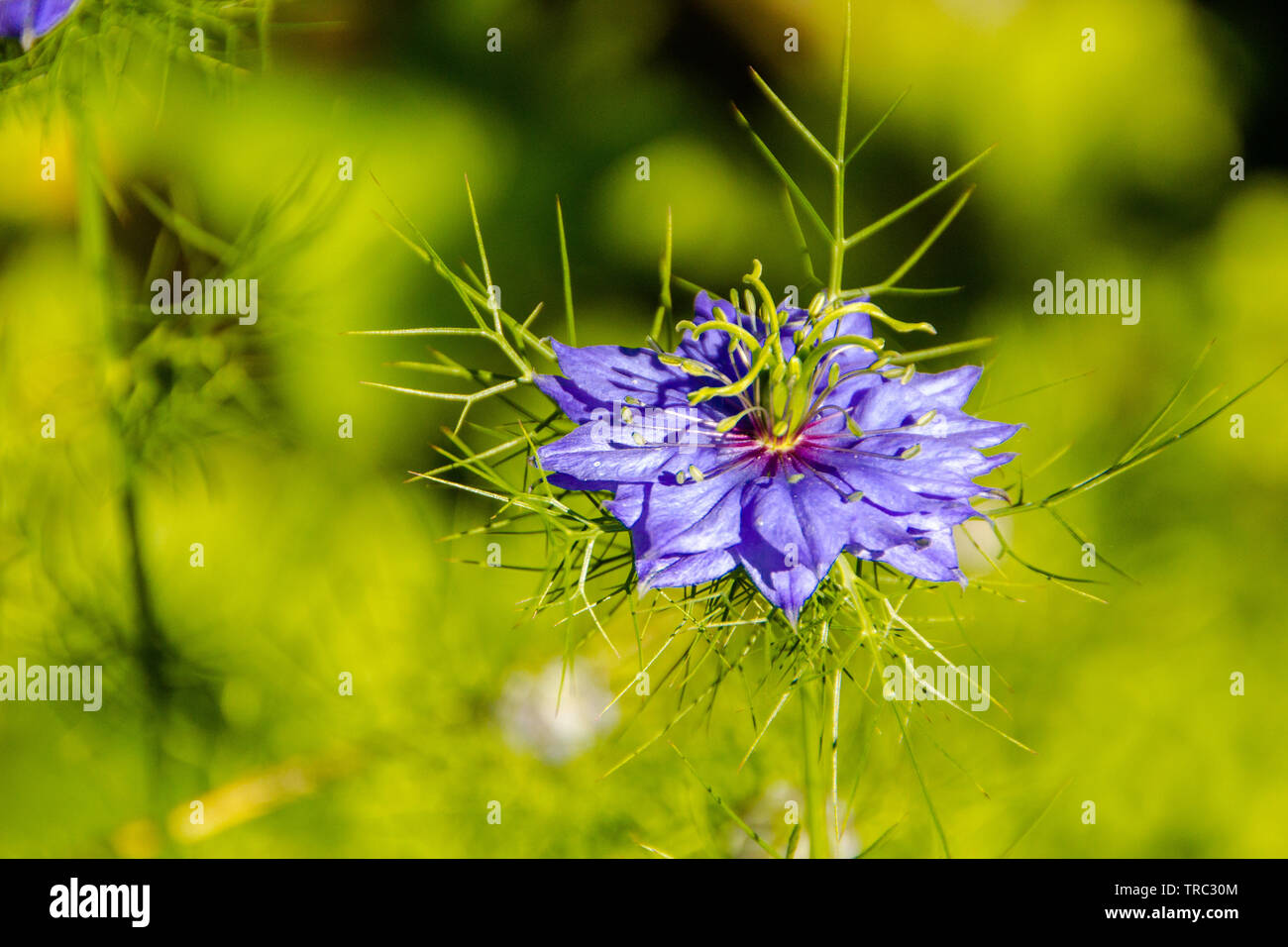 Close up of ragged lady flowers (Latin: Nigella Damascena, family of Ranunculaceae). Damascenine is a toxic alkaloid that can be found in the seeds of Stock Photo