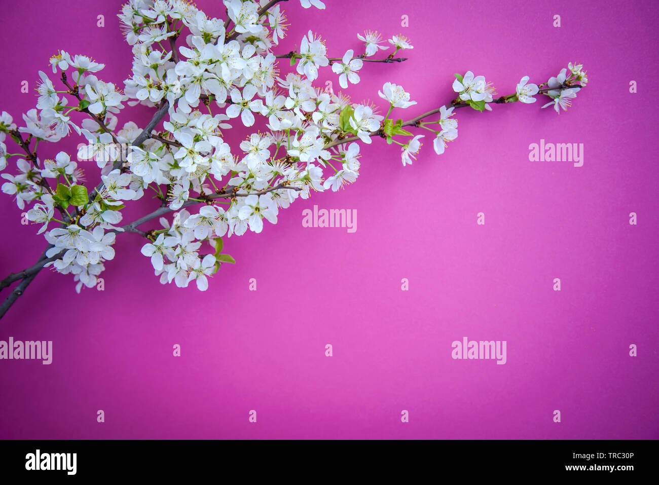 White plum blossom branch on a bright pink background with copy space Stock Photo