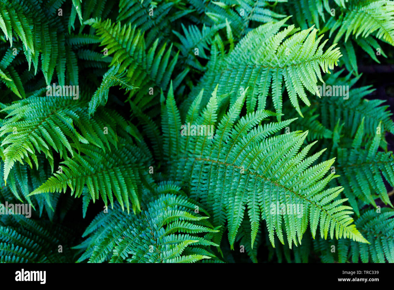 Fern (Polypodiopsida) with top view. Concept of ancient vascular plant that reproduces via spores Stock Photo