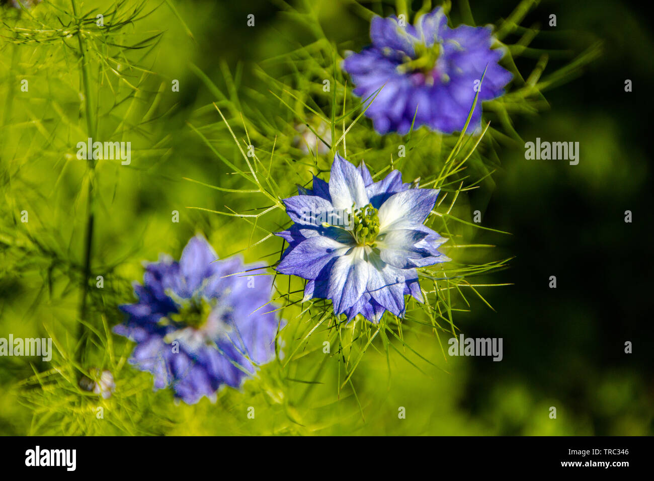 Close up of ragged lady flowers (Latin: Nigella Damascena, family of Ranunculaceae). Damascenine is a toxic alkaloid that can be found in the seeds of Stock Photo