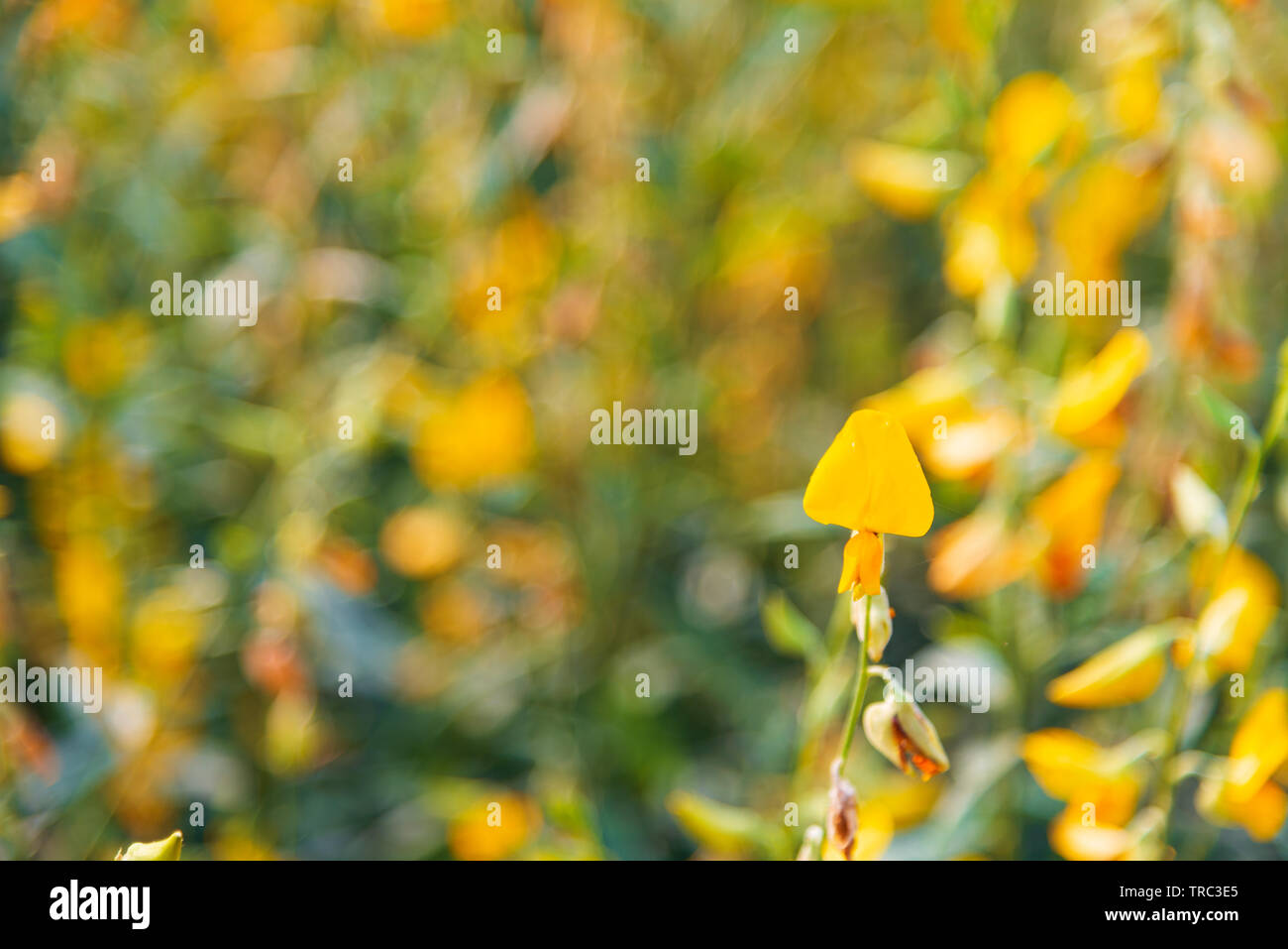 Yellow Sunn hemp flower in sunny day with blurred background Stock Photo