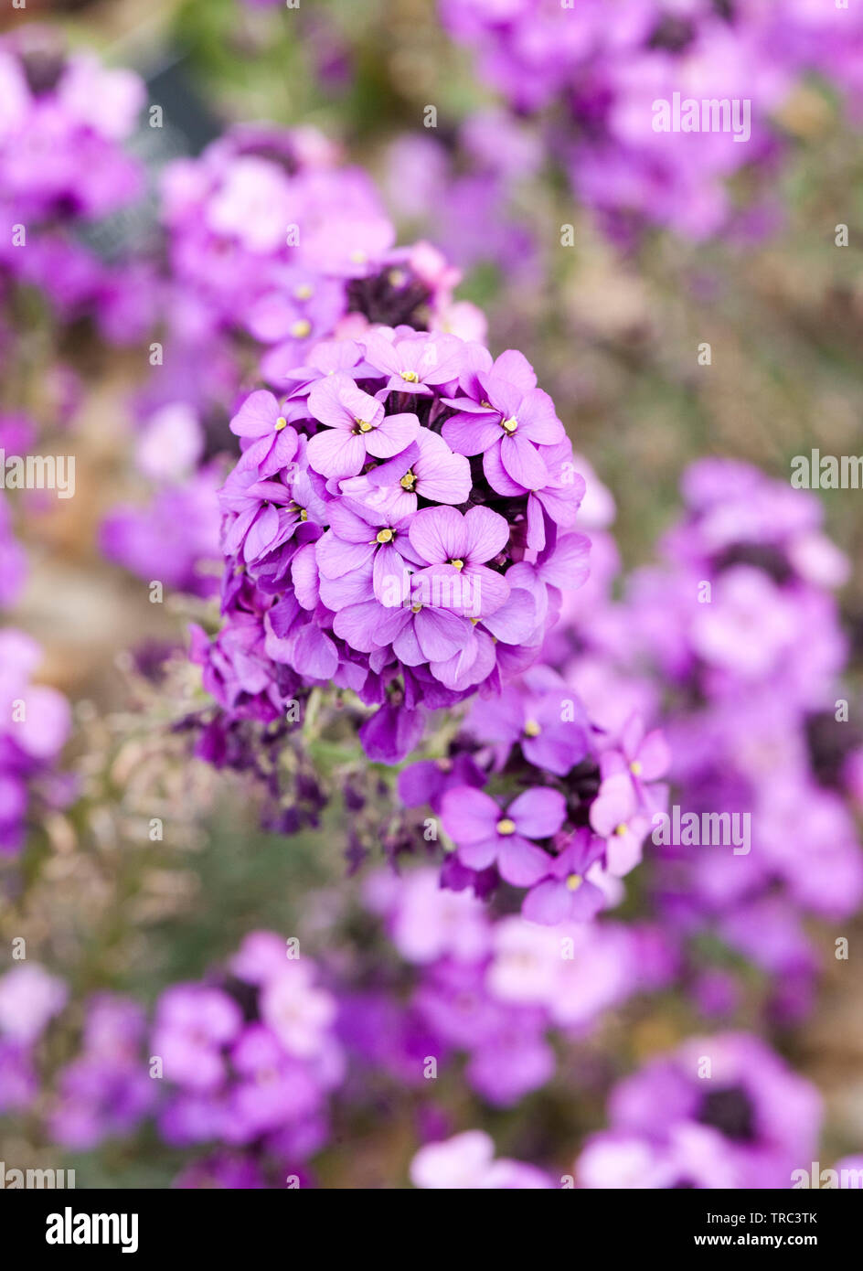purple Erysimum flowers Stock Photo