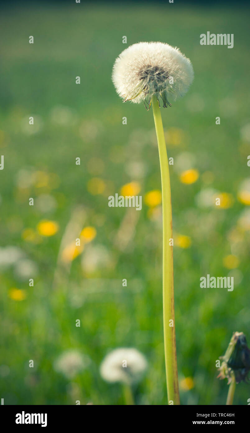 White fluffy dandelions, natural green blurred spring background, selective focus. Vertical photo Stock Photo