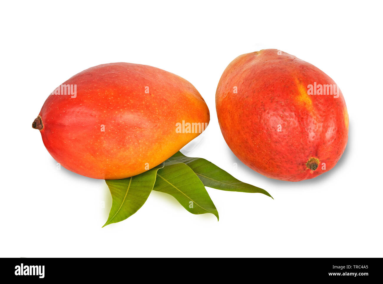 Rotten mango. Overripe Fruit on a white background.Isolated