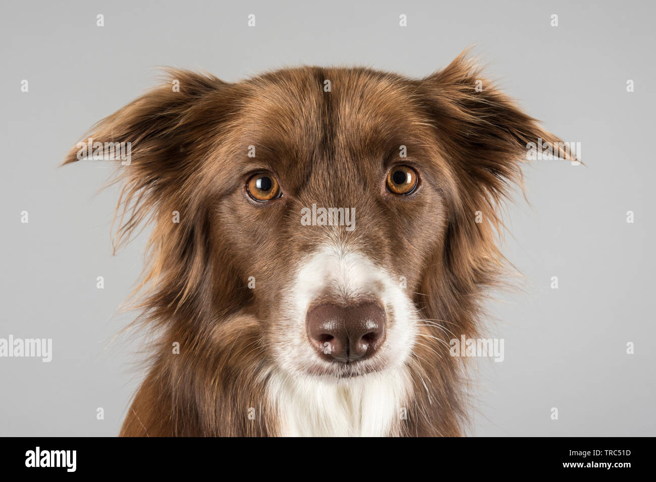Portrait of a brown female Border Collie dog in the UK Stock Photo - Alamy