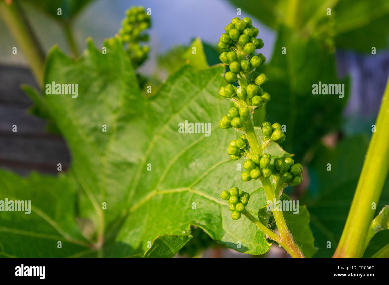 buds of vitis vinifera with fresh green leaves Stock Photo