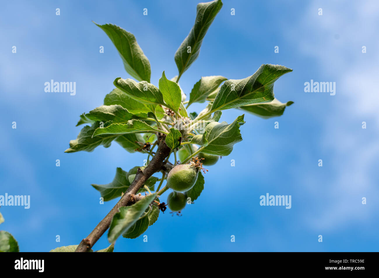 Apple development stages. Unripe apple on a apple tree. Stock Photo