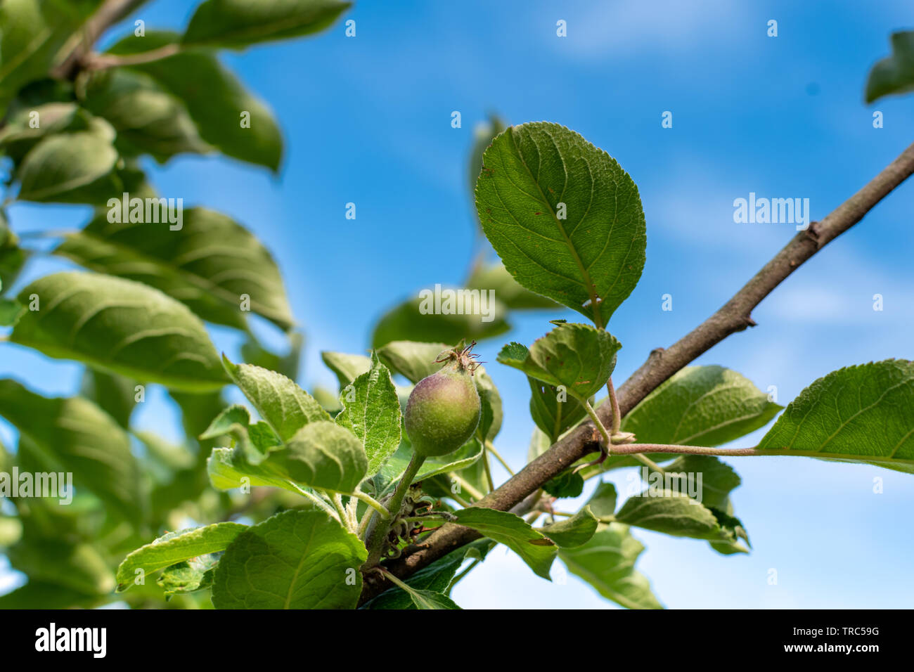 Apple development stages. Unripe apple on a apple tree. Stock Photo