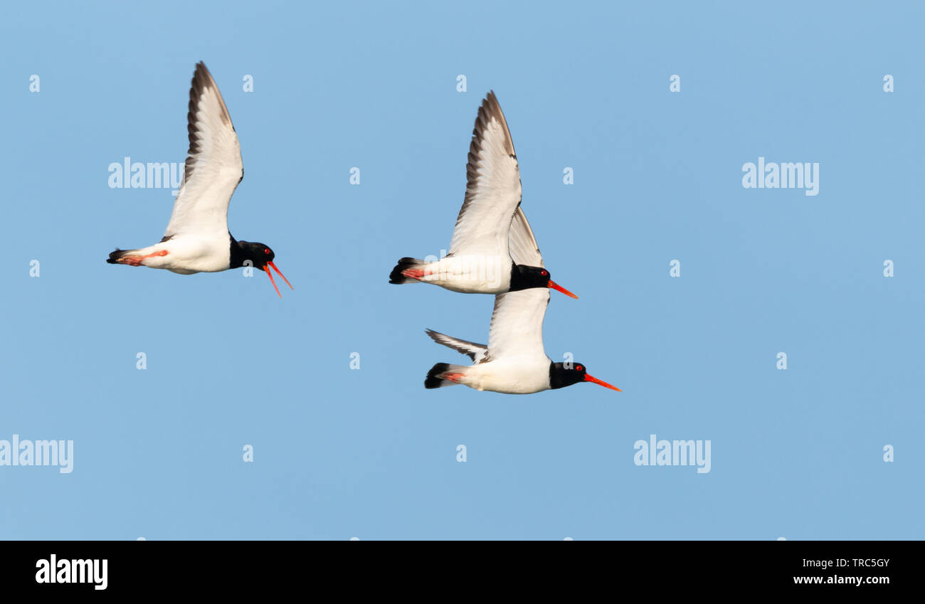 Flock of Oyster catcher in flight on a beautiful morning Stock Photo