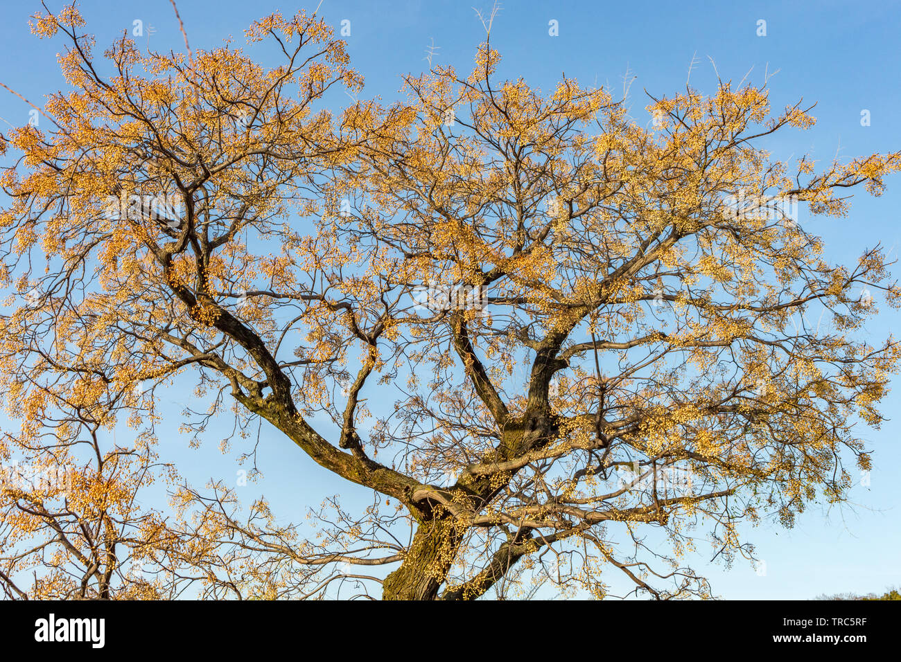 An Ancient Chinese Ginkgo Tree Drops an Ocean of Golden Leaves