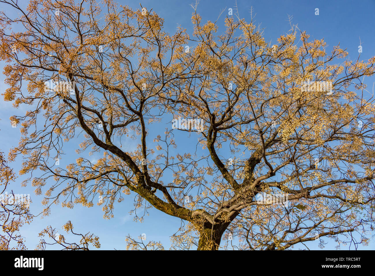Gingko tree with bright orange leaves, seen against clear blue sky in