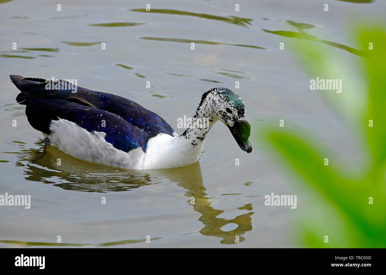 captive knob billed, african comb duck on water, norfolk, england Stock Photo