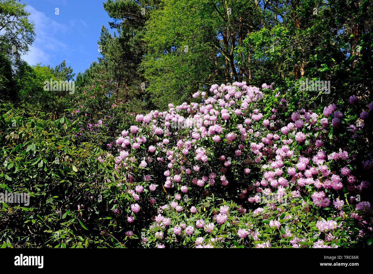 flowering pink rhododendron flowers, pretty corner, sheringham, north norfolk, england Stock Photo