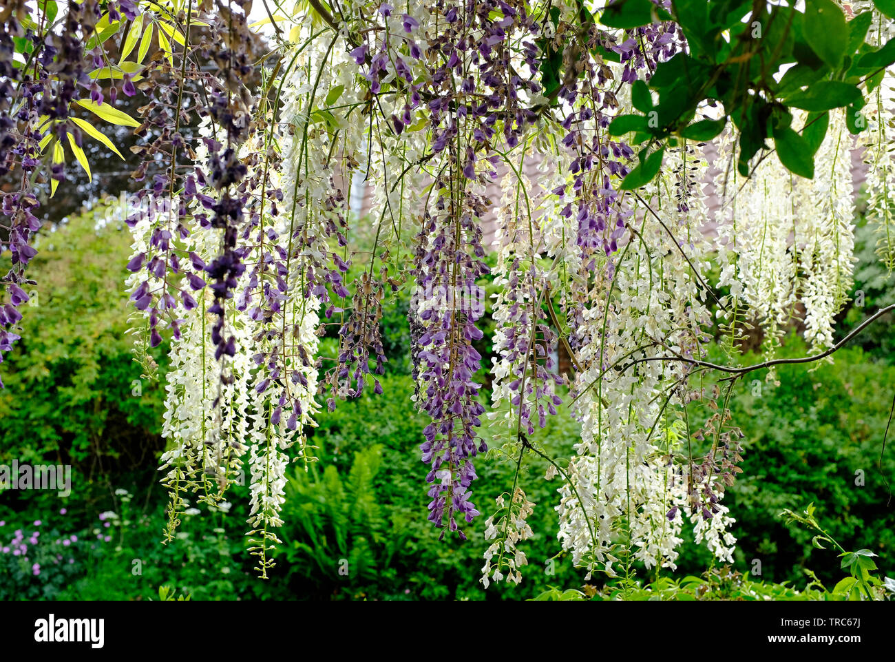 Blue wisteria hires stock photography and images Alamy