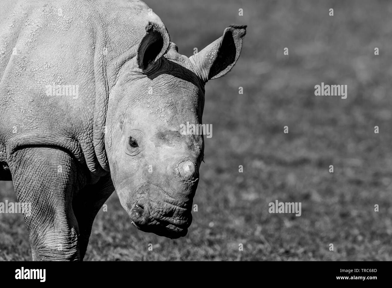 Close up of cute, baby white rhinoceros (Ceratotherium simum) standing isolated, outdoors in sun at UK wildlife park. Copy space. Stock Photo