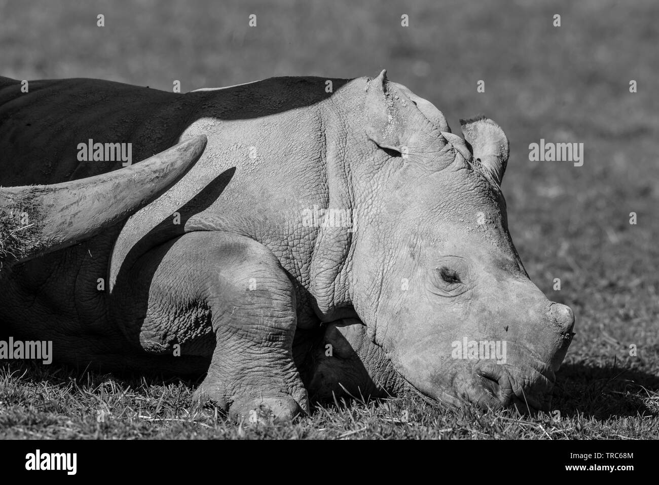 Close view of cute baby white rhinoceros (Ceratotherium simum) lying down outdoors in sun, protective mother rhino horn, never far! Stock Photo