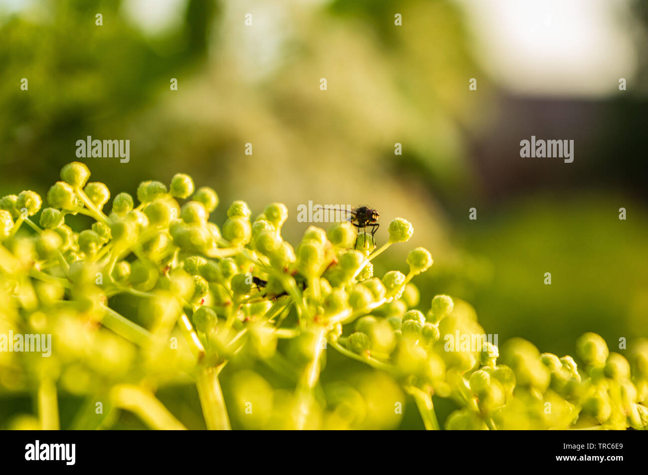 small black fly sitting on green elderberry buds Stock Photo