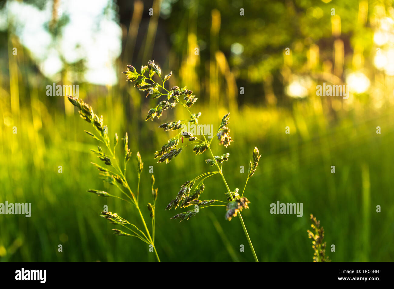 Kentucky Bluegrass (poa pratensis) in sunset light with light rays coming in from the right Stock Photo