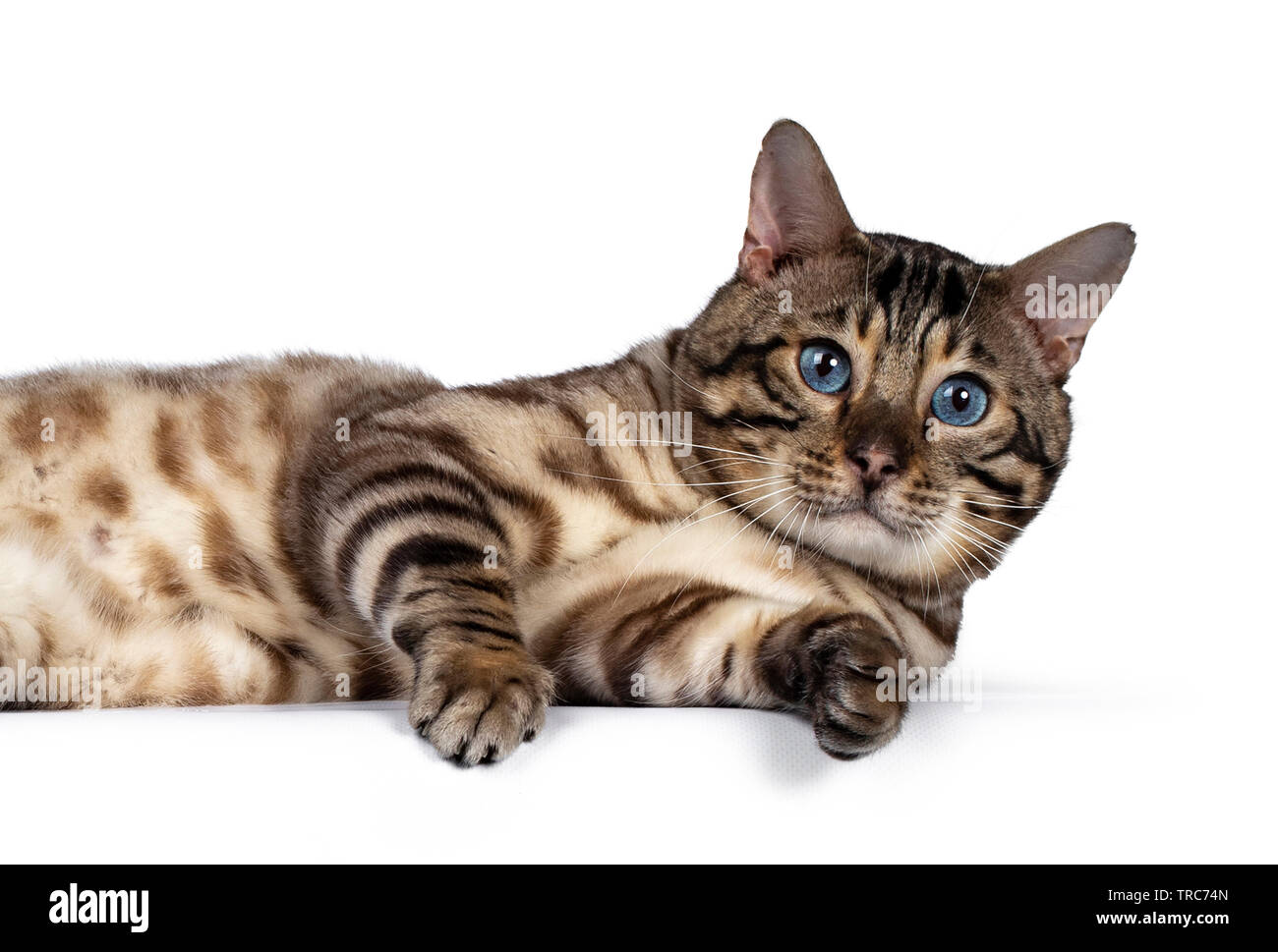 Head shot of gorgeous Snow Bengal, laying on it's side. Looking at camera with deep blue eyes. Isolated on white background. Stock Photo