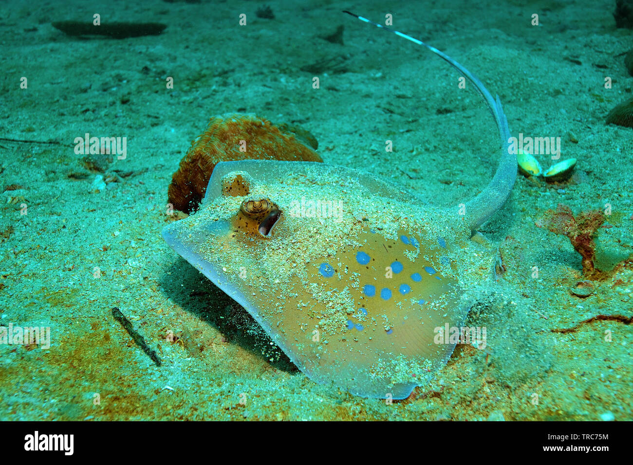 Bluespotted Ray (Dasyatis kuhlii), Similan islands, Andaman Sea, Thailand Stock Photo