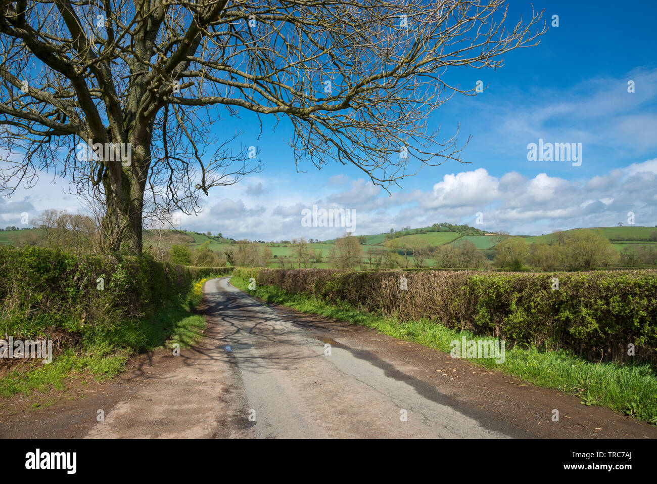 Country lane near Clun in the Shropshire countryside on a beautiful sunny spring day. Stock Photo