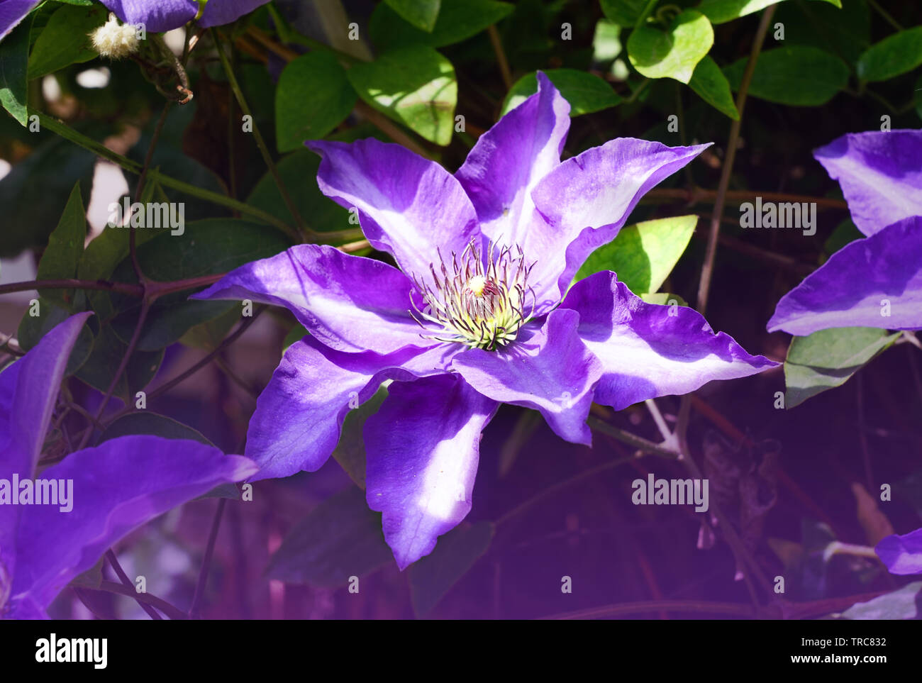 Beautiful purple clematis on a house front Stock Photo