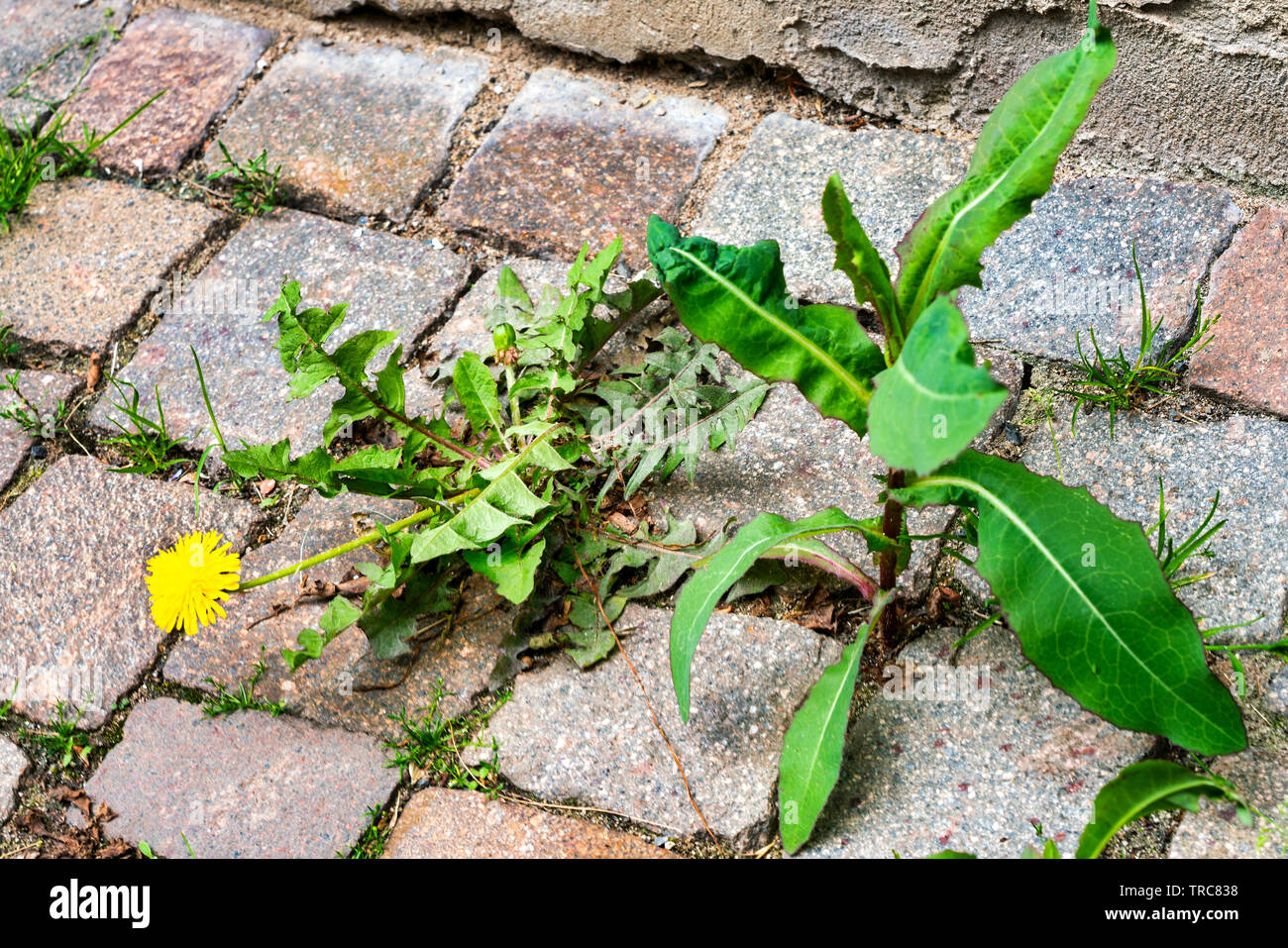 Weed control in the city. Dandelion and thistle on the sidewalk between the paving bricks. Stock Photo