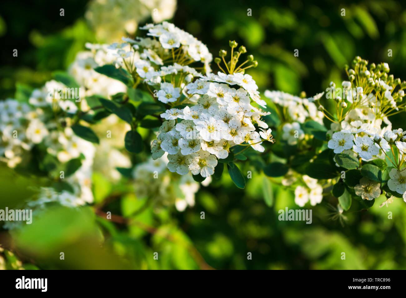 white blossoms of common hawthorn (Crataegus monogyna) Stock Photo