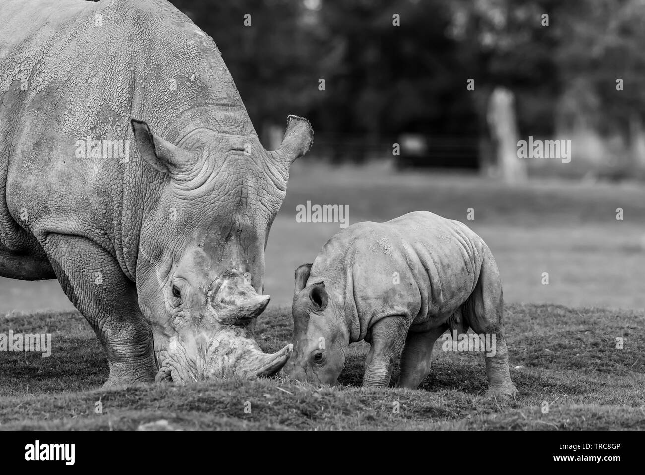 Detailed black & white close-up photograph of Southern White rhinos (Ceratotherium simum) mother & baby, eating together outside at UK wildlife park. Stock Photo