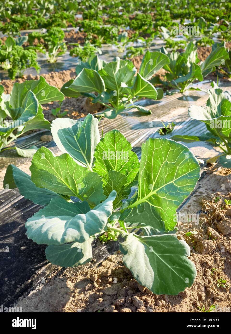 Picture of a cabbage on organic farm field with patches covered with