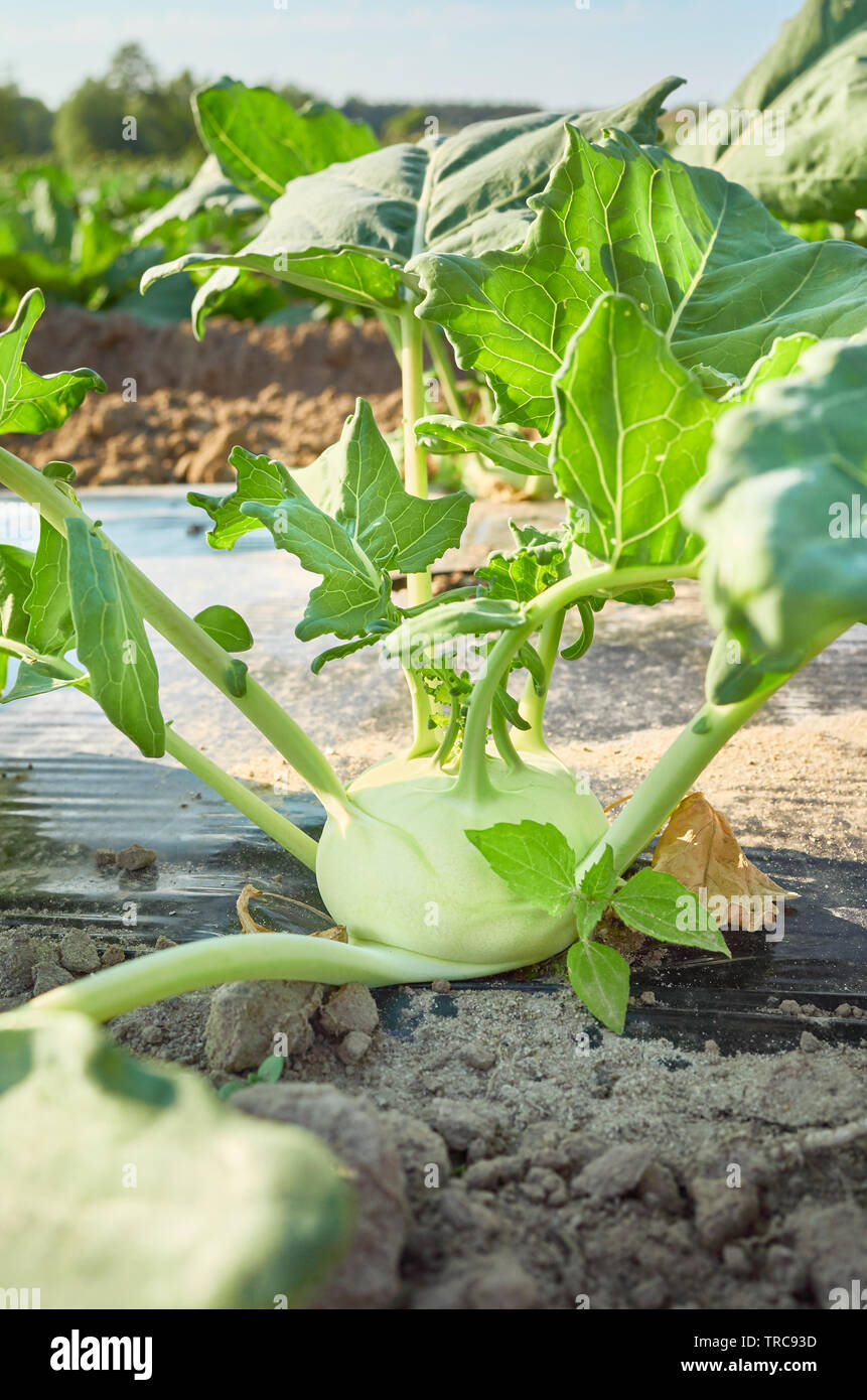 Close up picture of a young kohlrabi on organic farm field patch covered with plastic mulch used to suppress weeds and conserve water, selective focus Stock Photo