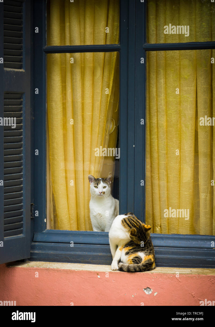 Cat cats animal hi-res stock photography and images - Alamy