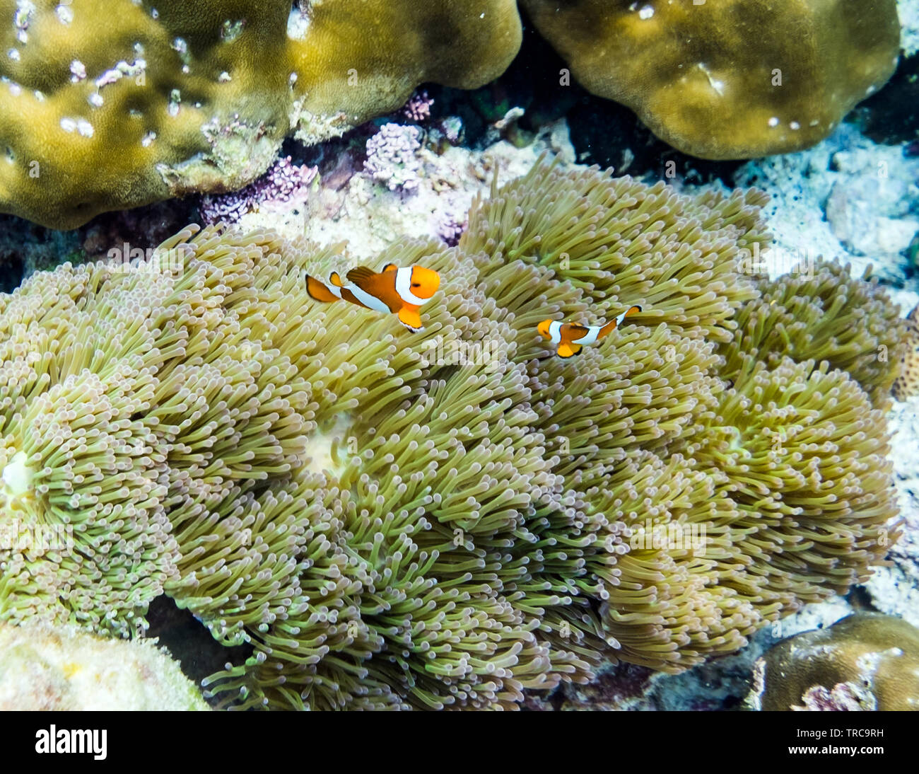 clownfish-hiding-in-coral-reef-stock-photo-alamy