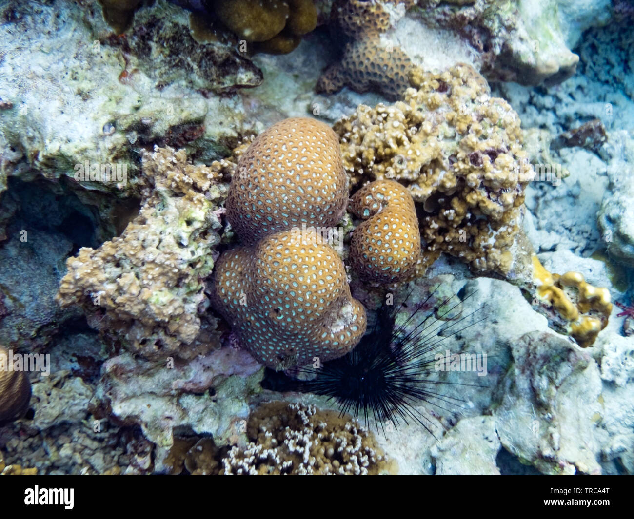 Big coral brain stone in lipe sea Stock Photo