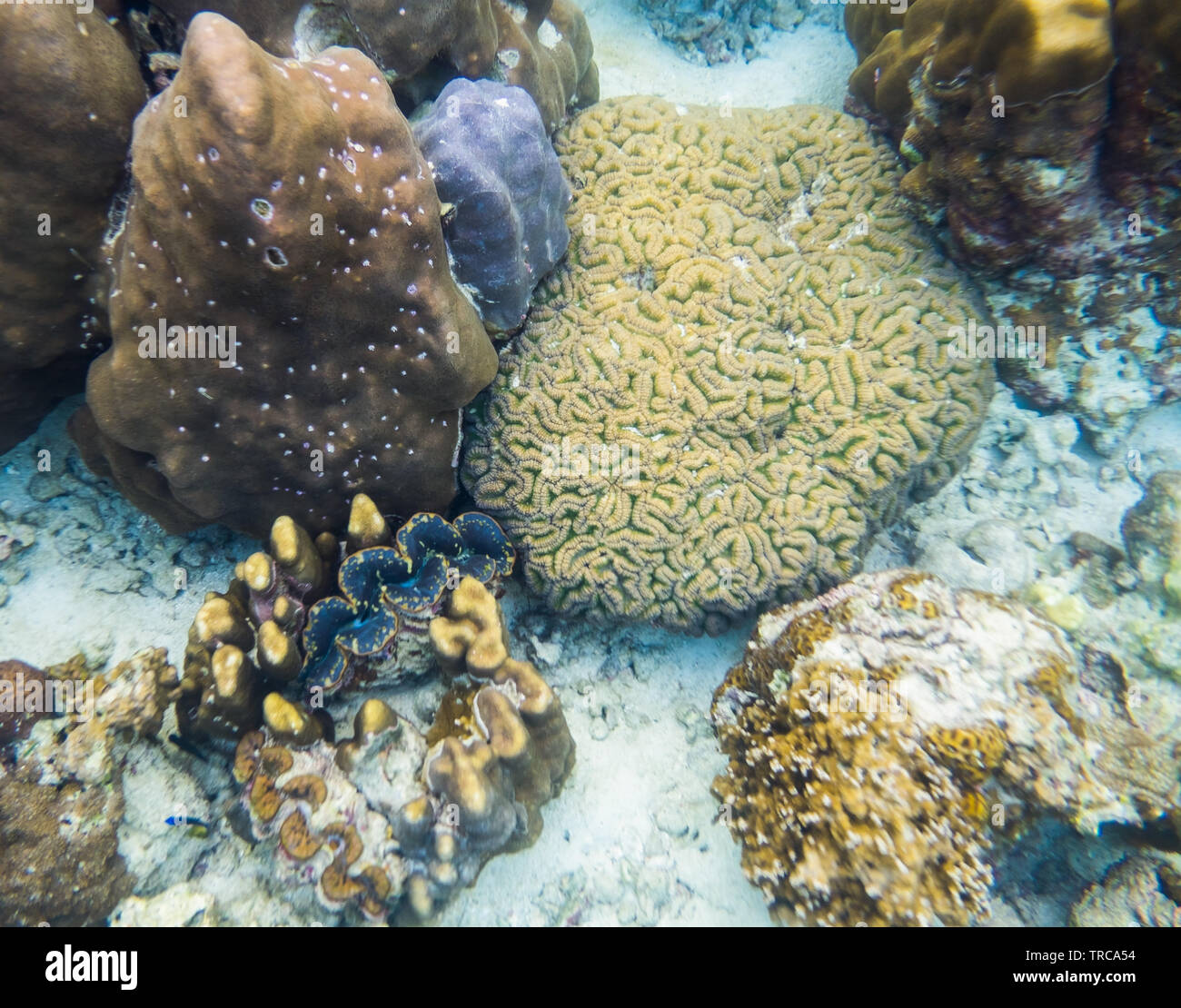 Big coral brain with big clam in lipe sea Stock Photo