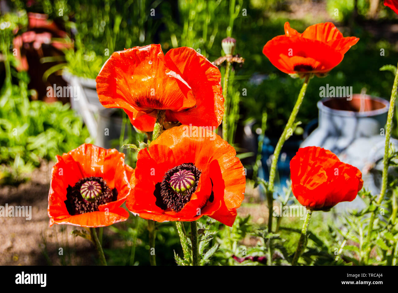 Huge orange Oriental poppies (Papaver orientale) have a radiant and papery blooms with black eyes. The leaves are fuzzy and coarsely cut. Stock Photo