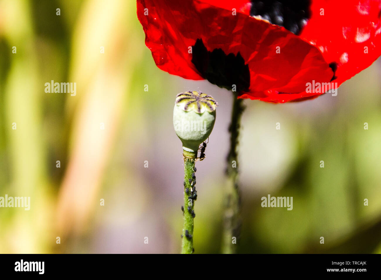Ants are eating aphids on a capsule of a Greek poppy flower (Papaver rhoeas). Selective focus on aphids. Stock Photo