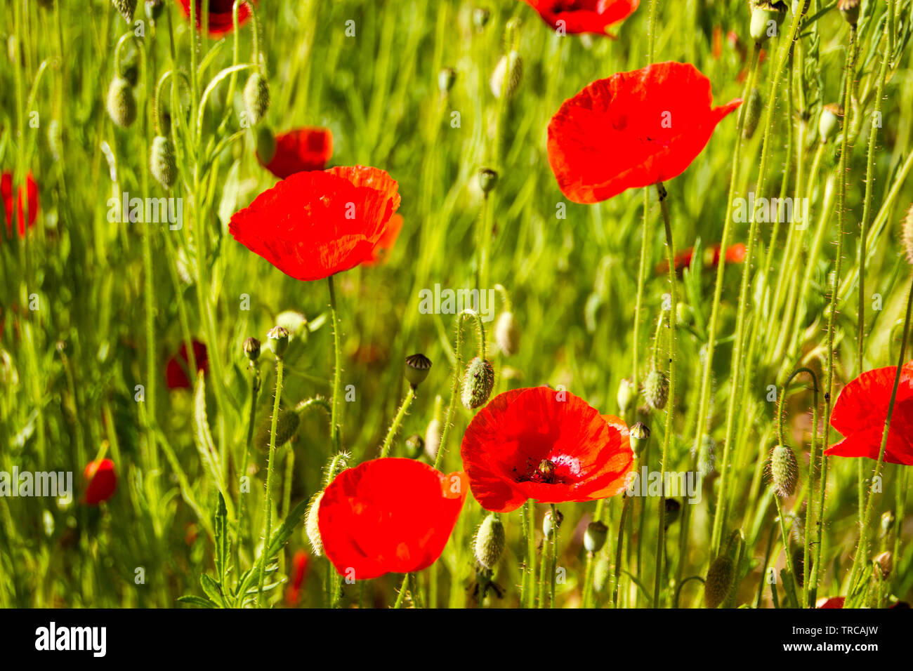 Field with red Common Poppy (Papaver rhoeas), of the poppy family Papaveraceae. The poppy is also a symbol of dead soldiers since World War 1. Stock Photo