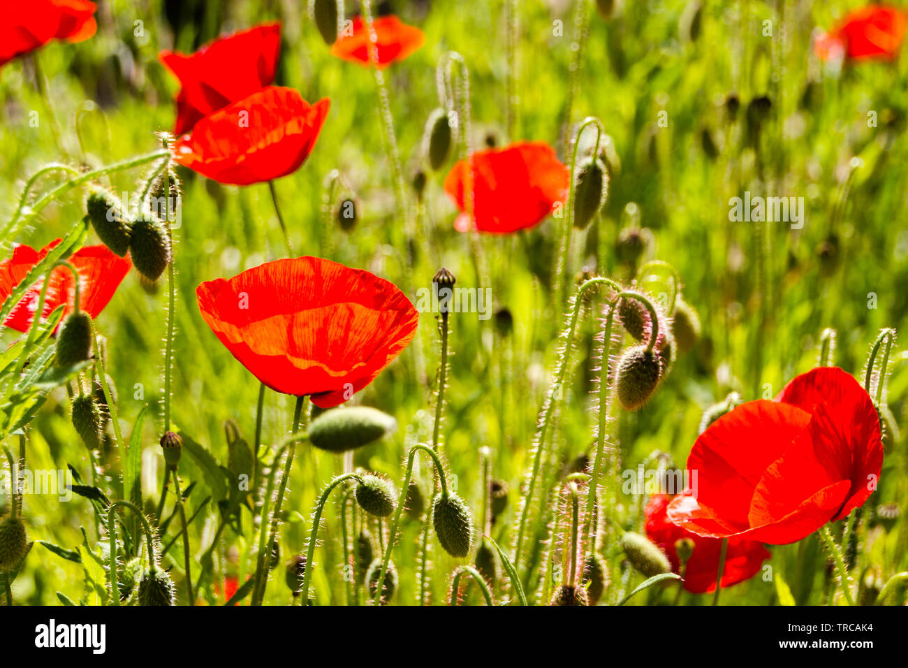 Field with red Common Poppy (Papaver rhoeas), of the poppy family Papaveraceae. The poppy is also a symbol of dead soldiers since World War 1. Stock Photo