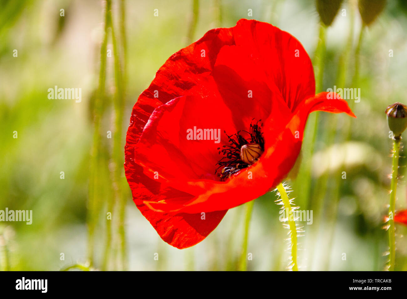 Close up of the red Common Poppy (Papaver rhoeas), of the poppy family Papaveraceae. The poppy is also a symbol of dead soldiers since World War 1. Se Stock Photo